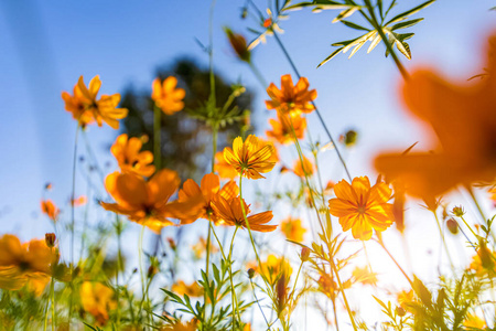 季节 领域 黛西 日落 花的 花瓣 耀斑 美女 粉红色 早晨