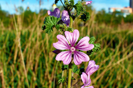 花园 开花 紫色 自然 盛开 花瓣 特写镜头 植物 领域