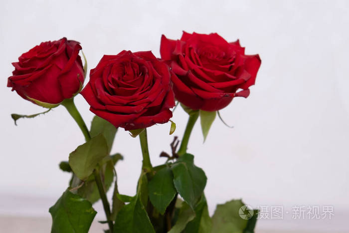 三朵红玫瑰背景是波克复制空间情人节和3月8日母亲节的概念