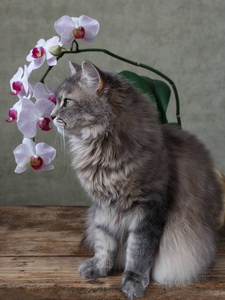 猫科动物 哺乳动物 基蒂 可爱极了 特写镜头 毛茸茸的 漂亮的