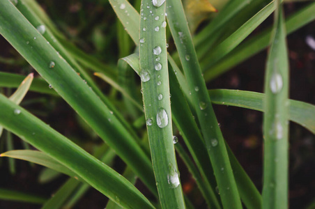 植物区系 草坪 刀片 雨滴 树叶 植物 夏天 露水 早晨