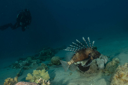 探索 潜水 埃及 海的 盐水 以色列 狮子 暗礁 美丽的