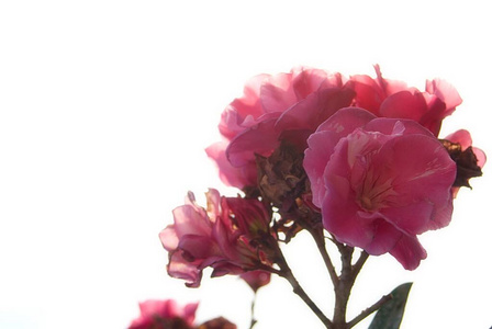 植物 美丽的 礼物 颜色 开花 浪漫的 玫瑰 特写镜头 花的