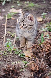 宠物 野生动物 野猫 动物 基蒂 毛皮 小猫 斑猫 美丽的