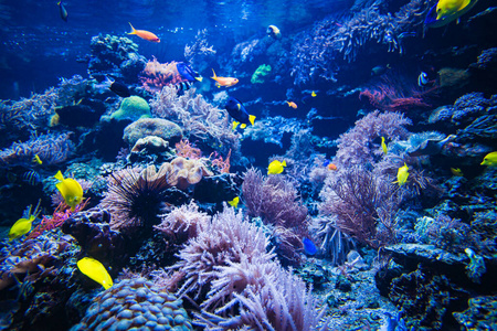 水族馆 水下 深的 海洋 自然 珊瑚 海的 海景 生活 海底