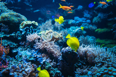 水肺 水族馆 浮潜 暗礁 动物 珊瑚 自然 旅行 海的 海洋