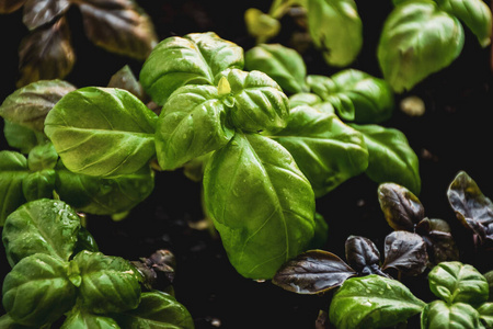 特写镜头 春天 自然 花园 植物 沙拉 树叶 草本植物 蔬菜