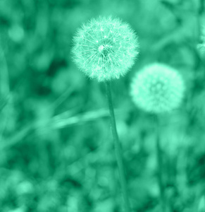 花的 季节 特写镜头 希望 生活 薄荷 墙纸 草地 绿松石