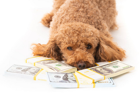 宠物 繁殖 玩具 有趣的 犬科动物 毛茸茸的 肖像 美元