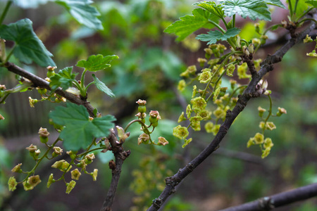 树叶 植物学 生长 园艺 春天 分支 成长 植物 花园 季节