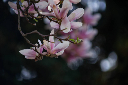 植物区系 花瓣 花的 开花 盛开 美女 樱桃 特写镜头 分支