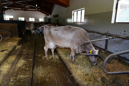 奶牛场里的灰牛。农场里的奶牛
