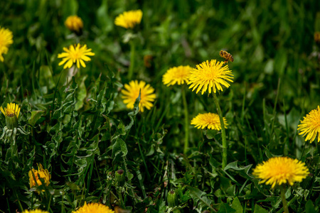 美女 自然 蜜蜂 蒲公英 天气 领域 开花 植物 颜色 生长