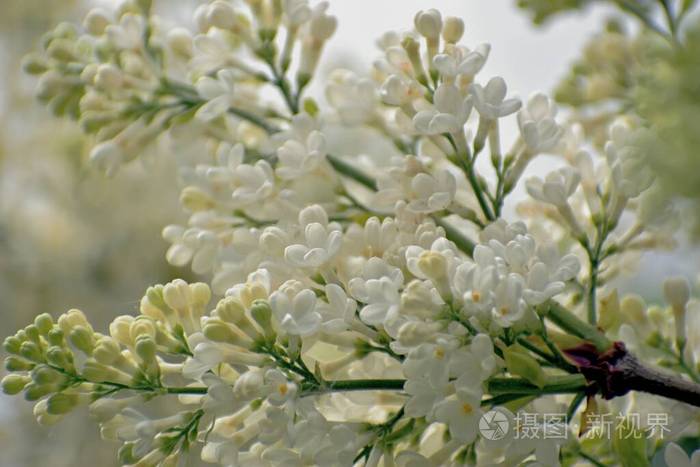美丽的白色丁香花特写五月莫斯科