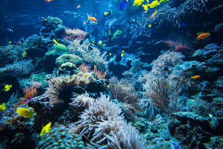 暗礁 埃及 殖民地 水下 深的 水族馆 风景 夏威夷 旅行
