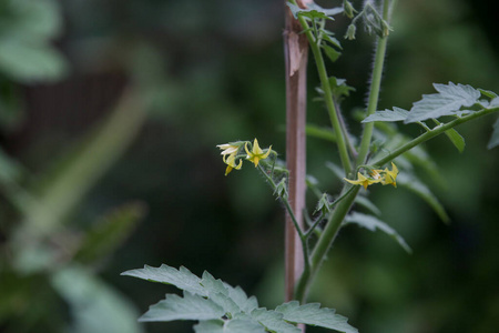 生态学 花园 成长 园艺 番茄 堆肥 地球 季节 地面 农业