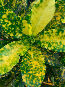 颜色 花园 植物 植物区系 春天 纹理 特写镜头 美丽的