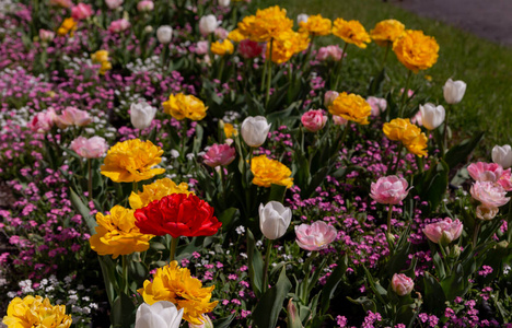 万寿菊 花园 花的 美女 植物 植物区系 自然 春天 领域