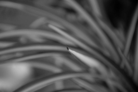 丛生 草本植物 特写镜头 美丽的 树叶 生长 弯刀 蜘蛛