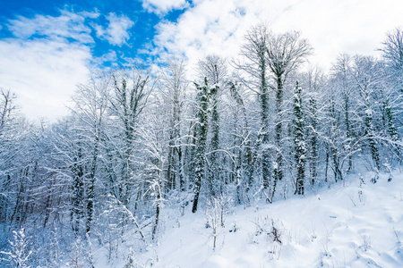 天空 森林 圣诞节 木材 雪花 寒冷的 环境 假日 降雪