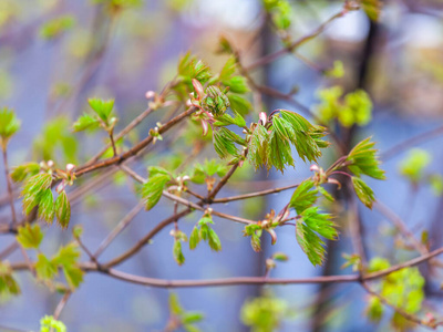 植物 自然 美丽的 季节 树叶 美女 特写镜头 木材 公园
