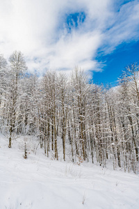 天气 雪花 天空 降雪 自然 冬天 风景 圣诞节 假日 季节