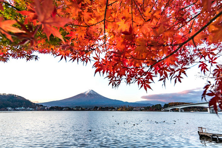 自然 地标 场景 枫树 攀登 日本 川崎 早晨 山梨 秋天