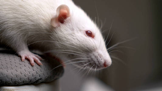 逃跑的老鼠图片