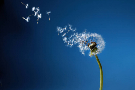 蒲公英种子在蓝天下随风飘散.照片