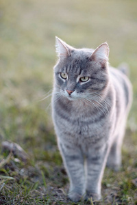 宠物 基蒂 头发 哺乳动物 斑猫 可爱的 猫科动物 肖像