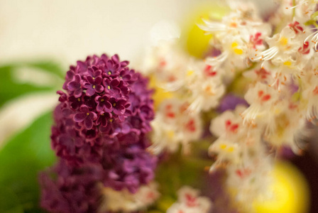 午餐 开花 春天 丁香花 板栗