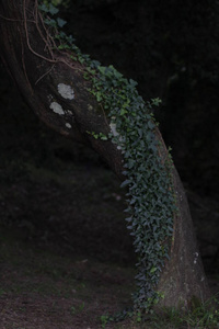 夏天 薄雾 旅行 木材 冷杉 草坪 美丽的 季节 植物 人行道