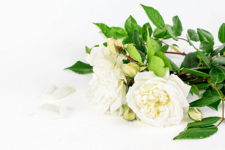 花的 招呼 夏天 优雅 生日 美女 软的 奶油 自然 玫瑰