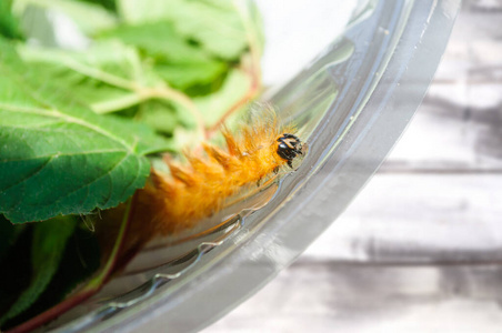 孔雀 蝴蝶 害虫 生物 昆虫 野生动物 爬行 动物 公园