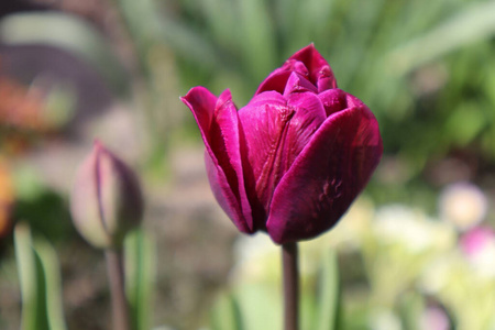 花园 盛开 生长 领域 植物区系 粉红色 成长 紫罗兰 园艺
