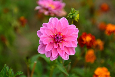 花的 分支 植物 粉红色 开花 花瓣 美女 自然 墙纸 花园