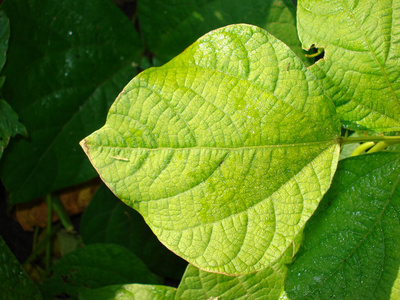 地点 夏天 露水 植物学 雨滴 液滴 露珠 特写镜头 植物区系