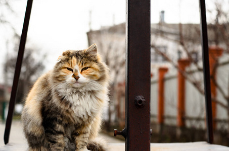 猫科动物 络腮胡子 小猫 斑猫 宠物 自然 毛皮 动物 肖像