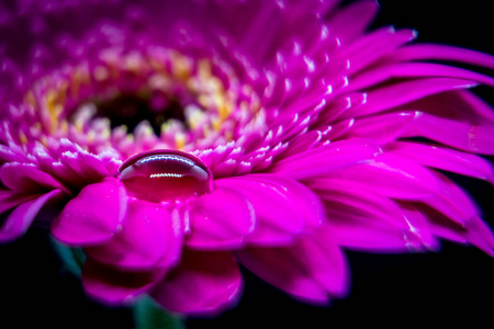 自然 花园 艺术 纹理 墙纸 紫色 颜色 花瓣 植物 油漆