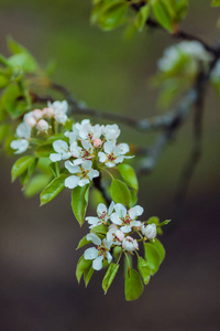 苹果盛开