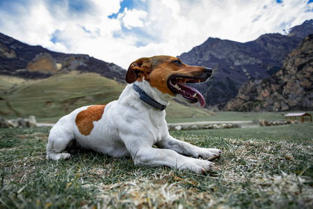 动物 小狗 犬科动物 狩猎 宠物 繁殖 纯种 小猎犬 哺乳动物