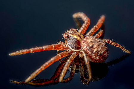 波兰 园蛛科 特写镜头 捕食者 野生动物 恐惧症 蜘蛛