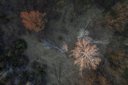 自然 摄影 鸟瞰图 植物 环境 天线 无人机 纹理 颜色
