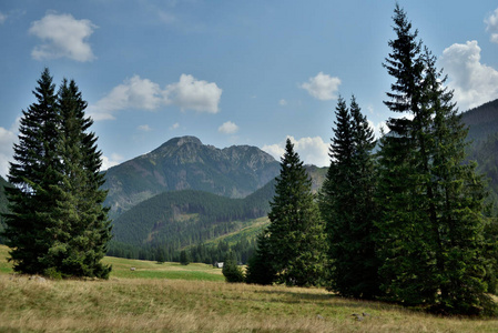 夏天 旅行 山谷 美丽的 领域 森林 小山 乡村 公园 阿尔卑斯山