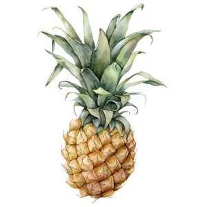 水彩画菠萝.手工绘制的热带水果,白色背景上有孤立的叶子.