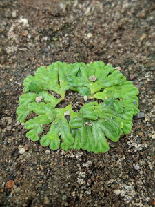 植物区系 夏天 污垢 苔藓 新的 种子 美丽的 春天 生态学