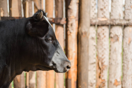 牲畜 牛肉 哺乳动物 乳制品 农事 奶牛 动物 农业 土地