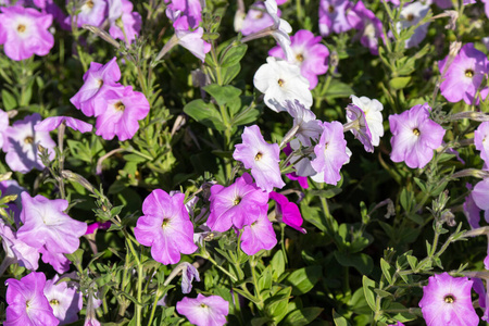 自然 矮牵牛 夏天 特写镜头 紫罗兰 生长 植物 开花 美女