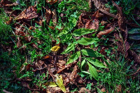 苔藓 秋天 树叶 落下 森林 自然 颜色 花园 地面 植物