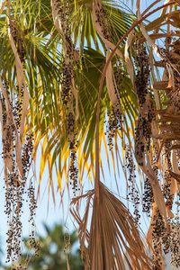 太阳 植物 树叶 美女 热带 放松 旅行 风景 椰子 假期